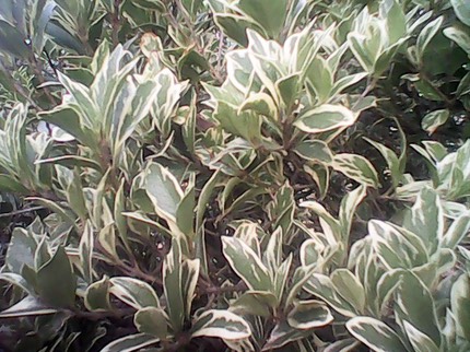 IMG 20121223 151331