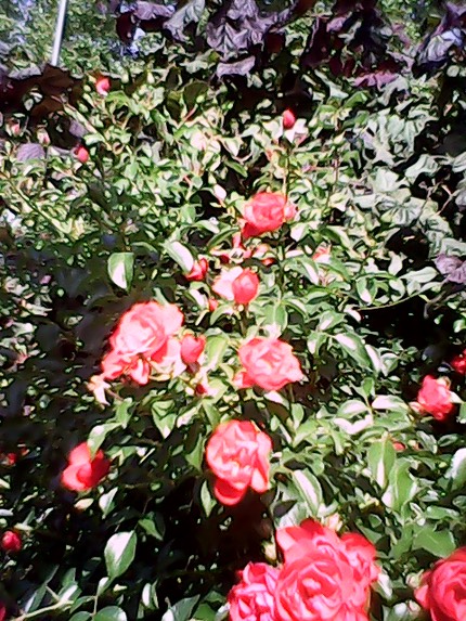 IMG 20120818 164504