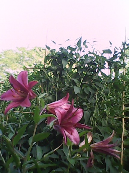 IMG 20120818 164547
