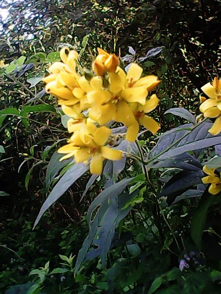 IMG 20130827 121930-2