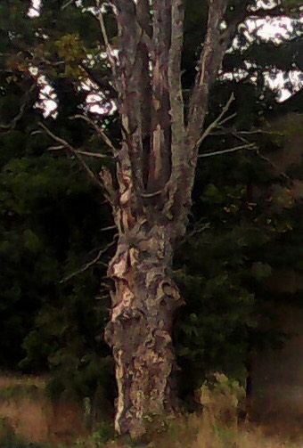 IMG 20130929 160342-2-b