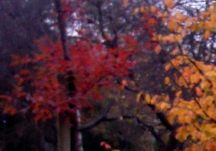 IMG 20131120 120957-2-D