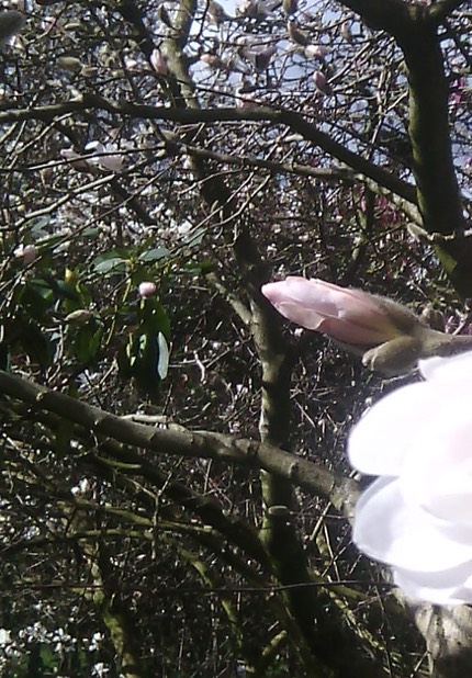 IMG 20140305 123151-D