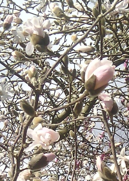IMG 20140305 123157-D