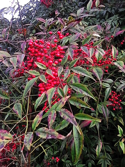 IMG 20150127 121531-3