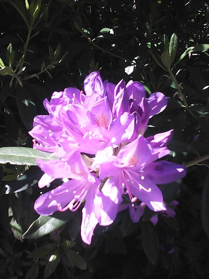 IMG 20150518 121735