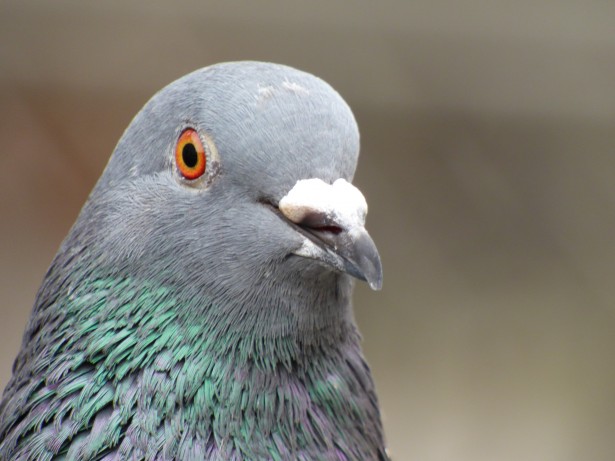 tete-de-pigeon-1398017497xQG